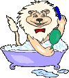 Gif animé lion bain